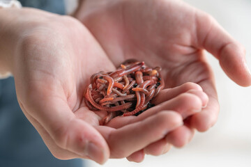 A handful of red wiggler worm at a vermifarm