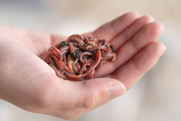 A handful of red wiggler worm at a vermifarm