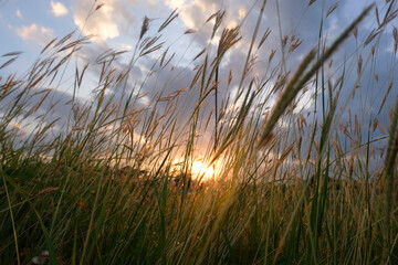 grass flower with sunset evening light background - 610192685
