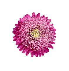 Light pink chrysanthemum, aster with yellow stamens on white isolated background. Close-up. big fluffy flower. Design element