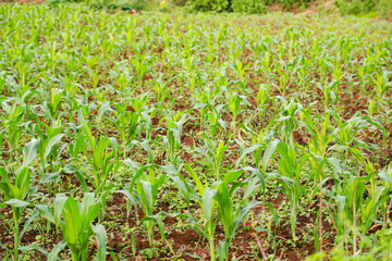 growth of corn plant seeds after a few days of sowing