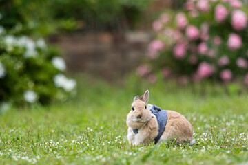 ネザーランド・ドワーフ