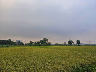 Paddy fields of Bangladesh during the summer season with the crops being ready to be processed. Large paddy field in south Asia.