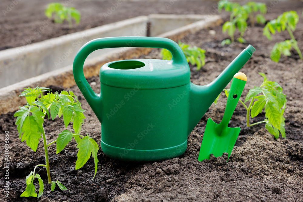 Poster Tomato seedlings, watering can and scoop in the ground