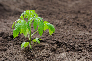 Small green tomato seedling in the ground
