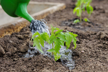 Watering tomatoes with a watering can in the garden