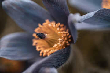 Photography macro spring summer detailed flowers