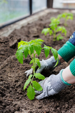 Gardeners Hand In Glove Planting Little Tomato Sprout