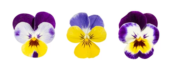Fototapeten Purple Violet Pansies, Tricolor Viola Close up, Flowerbed with Viola Flowers, Heartsease, Johnny Jump © ange1011