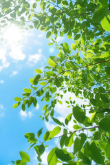 Fototapeta na wymiar Green leaves of a tree against the blue sky. Generative AI