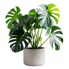 Indoor plant in the pot isolated, for decoration. Generative AI.