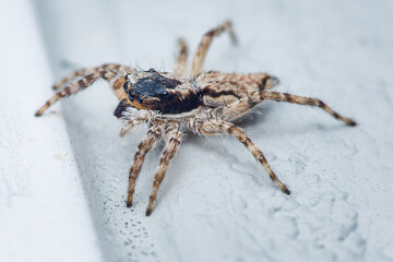 Close up a colorful jumping spider on cement floor, Selective focus, macro shot, Thailand.