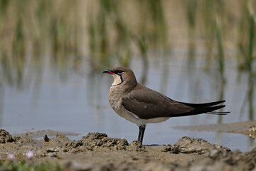 Collared pratincole // Rotflügel-Brachschwalbe (Glareola pratincola)
