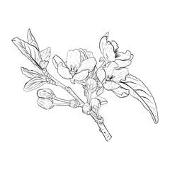 Vector illustration of blooming branch of cherry, sakura, apple, plum, wild cherry plum, bird cherry. Realistic black outline of abundant flowering, buds, leaves, graphic drawing. For postcards