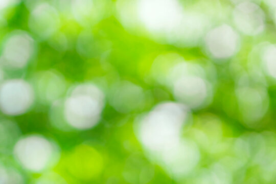 Round bokeh background material in nature full of greenery. Backgrounds such as forests, nature, and the environment, sunlight filtering through trees etc. 緑豊かな自然の中の丸ボケの背景素材。森林、自然、環境、木漏れ日などの背景。