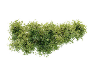 Shrub With White Blossoms - Top View Bush