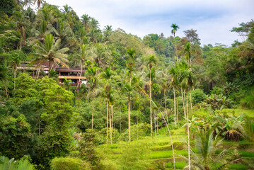 Fototapeta na wymiar Lush rice fields plantation on Bali island, Indonesia