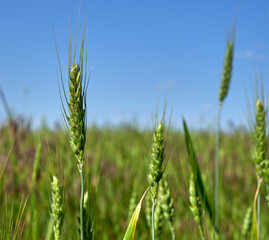 ears of wheat grow in a field on a farm