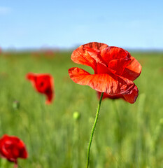 poppy flowers grow in the field