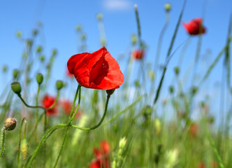 poppy flowers grow in the field