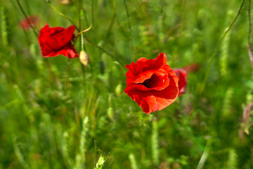 poppy flowers grow in the field