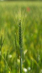 ears of wheat grow in a field on a farm