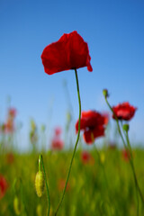 Naklejka premium poppy flowers grow in the field