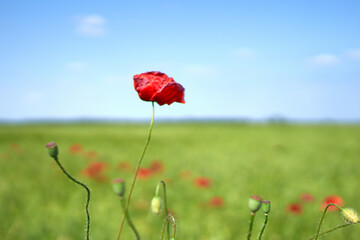 poppy flowers grow in the field