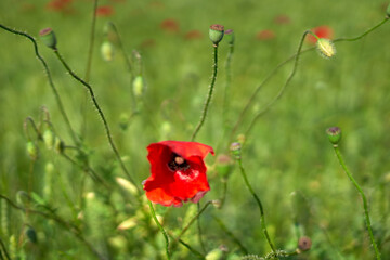 poppy flowers grow in the field