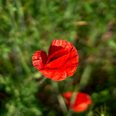 poppy flowers grow in the field