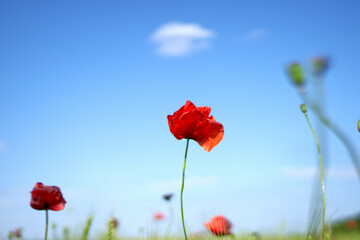 poppy flowers grow in the field