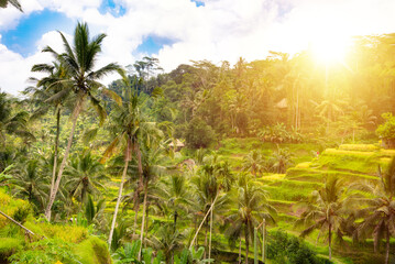 Fototapeta na wymiar Green rice fields plantation or paddies on Bali island, Indonesia