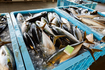 fresh fish on ice in a market	