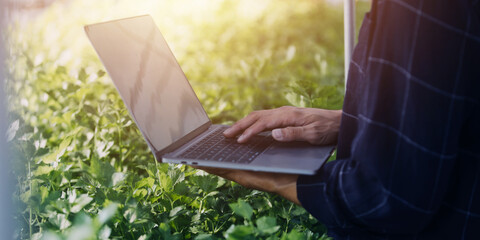 Farmer man and woman using laptop examing quality at vegetable hydroponic at greenhouse. Concept of...
