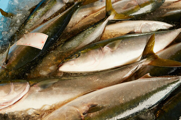 fresh fish on ice in a market	
