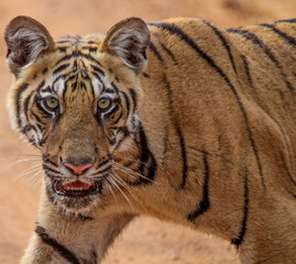 portrait of a bengal tiger