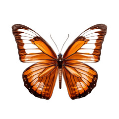 Fototapeta na wymiar Transparent Background Butterfly Insect Bug. Generative AI
