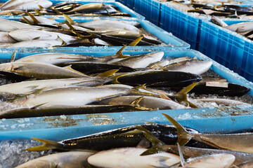 fresh fish on ice in a market	
