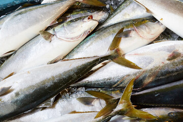 fresh fish on ice in a market	