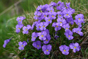 Viola calcarate a species of genus Viola        