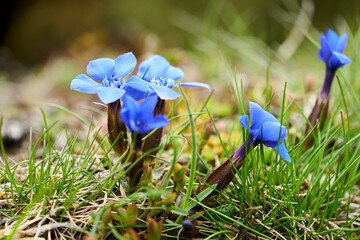Gentiana verna, the spring gentian