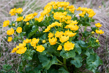 Caltha palustris, known as marsh-marigold and kingcup