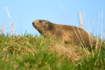 A alpine marmot (Marmota marmota)       