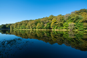 Obraz premium Reflection of the blue sky in the lake. Lake view in spring. Trees reflected in the water. Forest reflections in the water. Belgrade Istanbul.