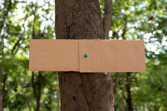 Tree trunk which has blank wordcard board sticked on the bark, concept for environment study, nature study, calling out all people to care about trees around the world and world environment day.