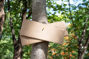 Tree trunk which has blank wordcard board sticked on the bark, concept for environment study, nature study, calling out all people to care about trees around the world and world environment day.
