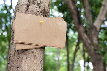 Tree trunk which has blank wordcard board sticked on the bark, concept for environment study, nature study, calling out all people to care about trees around the world and world environment day.