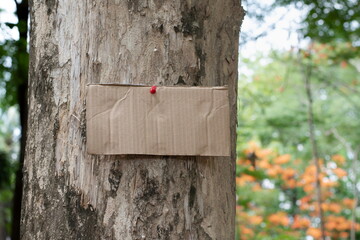 Tree trunk which has blank wordcard board sticked on the bark, concept for environment study, nature study, calling out all people to care about trees around the world and world environment day.