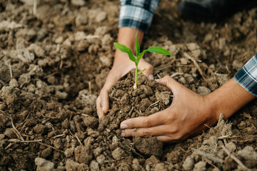 The old man hand holding Seedling, for care and Seeding,new life concept. in sun light