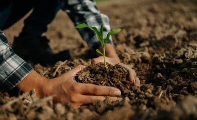 The old man hand holding Seedling, for care and Seeding,new life concept. in sun light